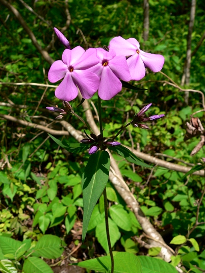 {Phlox carolina}